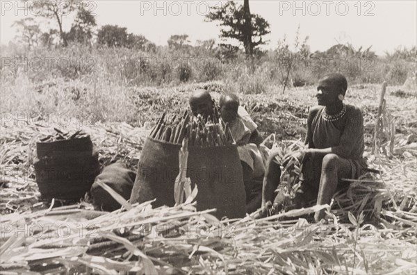 Kikuyu women harvesting crops. Two Kikuyu women take a break from harvesting. They sit in a field beside sacks full of cut crops, one holding a young child on her lap. Kenya, circa 1936. Kenya, Eastern Africa, Africa.