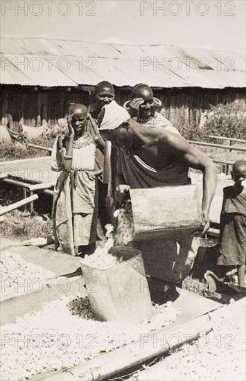 Drying pyrethrum flowers. A Kikuyu farm labourer pours harvested pyrethrum flowers (Chrysanthemum cinerariaefolium) onto canvas stretchers to dry in the sun. Njoro, Kenya, circa 1936. Njoro, Rift Valley, Kenya, Eastern Africa, Africa.