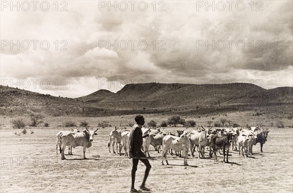 Herding cattle, Kenya. A Kikuyu cattle farmer tends to his herd in the Kenyan countryside. Kenya, 1935. Kenya, Eastern Africa, Africa.