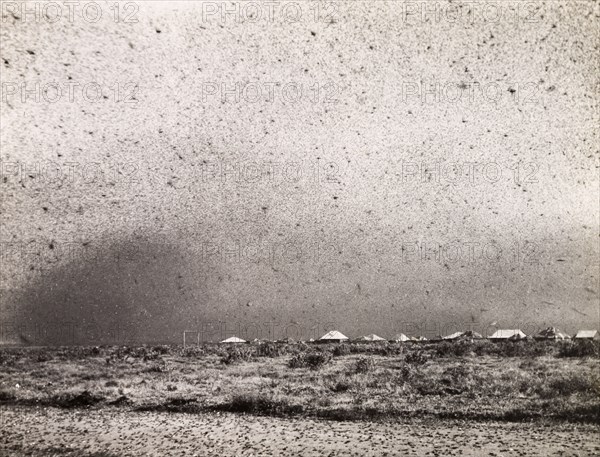 A swarm of locusts. A swarm of locusts descend on a Kenyan camp. Near Gilgil, Kenya, circa 1935., Rift Valley, Kenya, Eastern Africa, Africa.