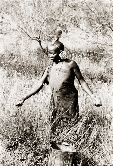 Kikuyu woman harvesting pyrethrum . A Kikuyu woman harvests pyrethrum flowers (Chrysanthemum cinerariaefolium) on a Kenyan farm. Njoro, Kenya, circa 1936. Njoro, Rift Valley, Kenya, Eastern Africa, Africa.