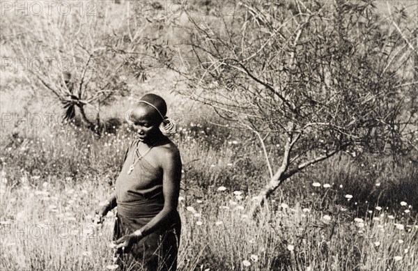 Kikuyu woman harvesting pyrethrum. A Kikuyu woman harvests pyrethrum flowers (Chrysanthemum cinerariaefolium) on a Kenyan farm. Njoro, Kenya, circa 1936. Njoro, Rift Valley, Kenya, Eastern Africa, Africa.