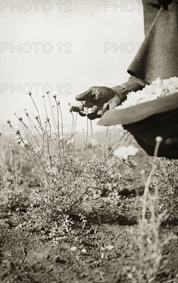 Harvesting pyrethrum flowers. Harvesting pyrethrum flowers (Chrysanthemum cinerariaefolium) on a Kenyan farm. Njoro, Kenya, circa 1936. Njoro, Rift Valley, Kenya, Eastern Africa, Africa.