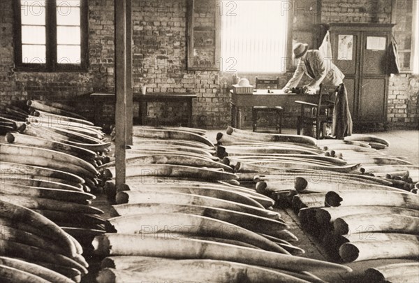 The ivory room at Mombasa'. A European man works at a desk in a warehouse stacked full of elephant tusks. An original caption comments that "these are confiscated and 'found' tusks, to be sold at auction". Mombasa, Kenya, 1933. Mombasa, Coast, Kenya, Eastern Africa, Africa.