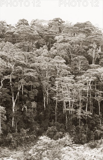 An indigenous forest, Kenya. View of an indigenous forest on a riverbank, viewed from the Heru to Embu road. Eastern Kenya, 1934., East (Kenya), Kenya, Eastern Africa, Africa.