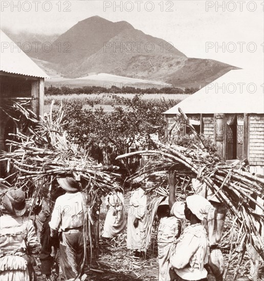 Carrying sugar cane to the mill. Plantation workers carry bundles of harvested sugar cane to a sugar mill, ready to be processed. St Kitts, circa 1903. St Kitts and Nevis, Caribbean, North America .