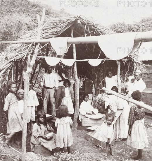 Carib family preparing cassava. A large Carib family prepare cassava (Manihot esculenta) beneath a thatched canopy. St Vincent, circa 1920. St Vincent and the Grenadines, Caribbean, North America .