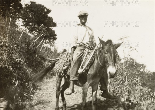 Travelling by donkey, Tortola. A man transporting lengths of rope and a sickle rides a donkey down a mountain path. Tortola, British Virgin Islands, circa 1931., Tortola, British Virgin Islands, Caribbean, North America .