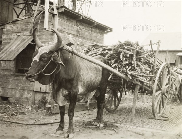 Bullock transporting sugar cane. A bullock stands outside a sugar processing factory, harnessed to a two-wheeled cart laden with sugar cane. Trinidad and Tobago, circa 1931., Trinidad and Tobago, Trinidad and Tobago, Caribbean, North America .