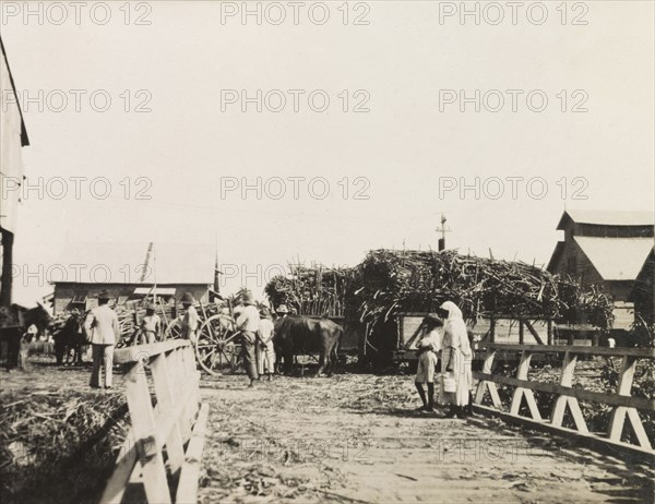 Sugar cane outside a sugar factory. Large bundles of sugar cane arrive in carts outside a sugar processing factory. Trinidad and Tobago, circa 1931., Trinidad and Tobago, Trinidad and Tobago, Caribbean, North America .