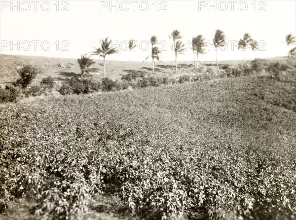 Cotton field. View over a large cotton field near a banana plantation. Probably Colombia, circa 1931. Colombia, South America, South America .