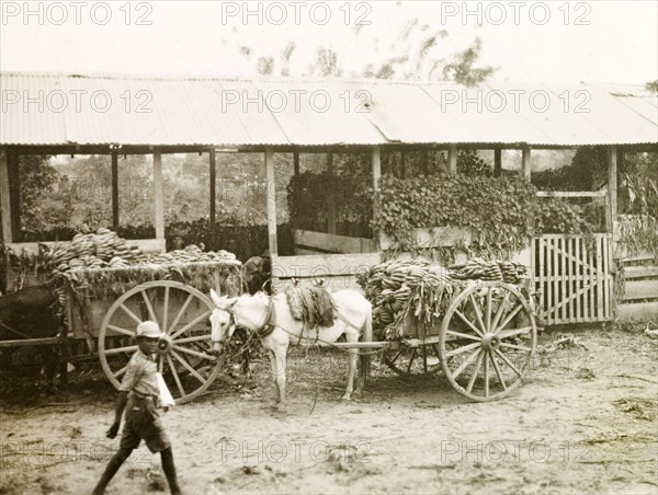 Exporting bananas. Bananas are transported to a railway station by horse-drawn carts, as they are taken from the plantation for exportation. Probably Colombia, circa 1931. Colombia, South America, South America .