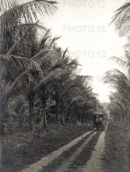 McKinney's coconut plantation. A horse-drawn buggy makes its way along an avenue lined with coconut palms at McKinney's coconut plantation. Near Port of Spain, Trinidad, circa 1920. Port of Spain, Trinidad and Tobago, Trinidad and Tobago, Caribbean, North America .