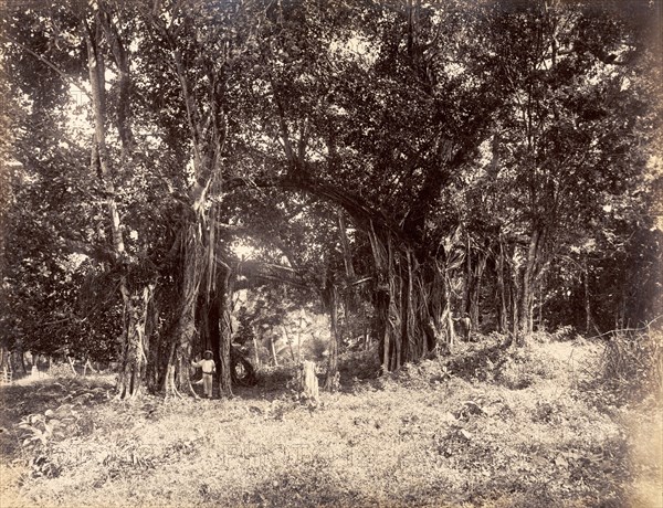 Indian Banyan trees. People pose beside giant Indian Banyan trees (Ficus benghalensis) growing on a river bank. St Ann, Jamaica, circa 1891., St Ann, Jamaica, Caribbean, North America .