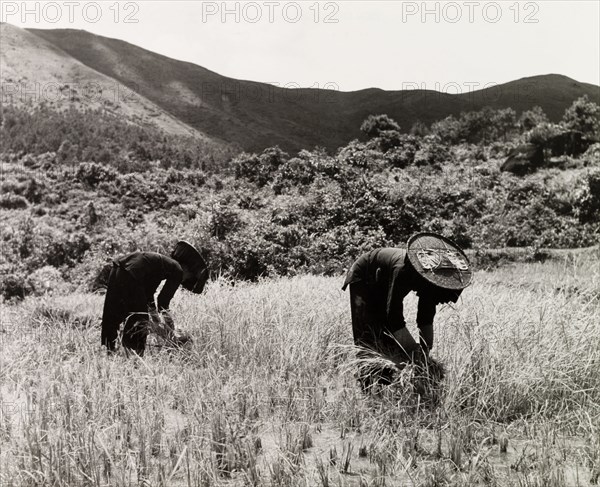 The 'ancient ways of agriculture'. Two female Hakka labourers follow traditional farming methods by cutting rice stalks with scythes. New Territories, Hong Kong, China, 1963., Hong Kong, China, People's Republic of, Eastern Asia, Asia.