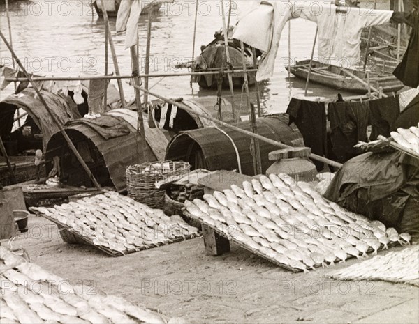 A fisherman's catch at Macau. A fisherman's catch is laid out on racks beside sampans moored at Macau Harbour. An original caption comments that this amount of fish would "support a sampan family for a week". Macau, China, 1963. Macau, Macau, China, People's Republic of, Eastern Asia, Asia.