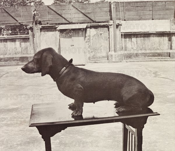 Hunden the prize-winning dachshund. Hunden the prize-winning dachshund poses on a judging table at a dog show in Calcutta. Calcutta (Kolkata), India, 1912. Kolkata, West Bengal, India, Southern Asia, Asia.