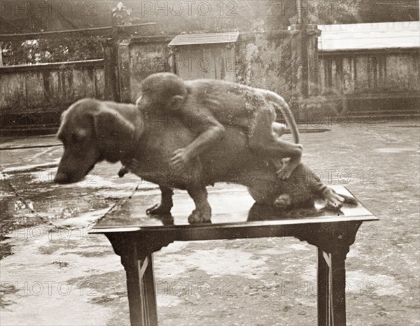 At a dog show in Calcutta. A monkey is positioned on the back of Hunden, a prize-winning dachshund, at a dog show in Calcutta. Calcutta (Kolkata), India, 1912. Kolkata, West Bengal, India, Southern Asia, Asia.