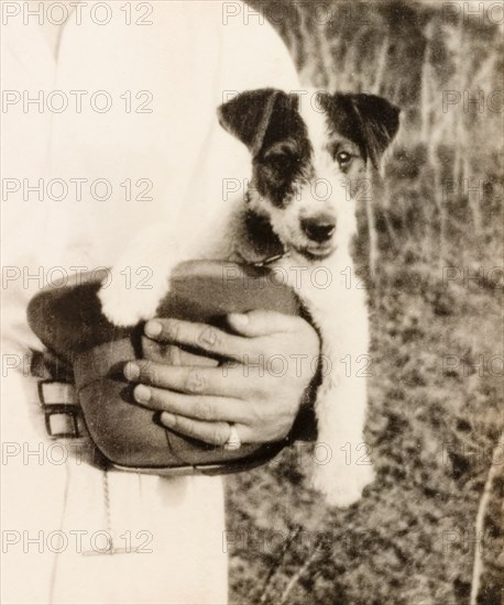 Dog in a solatopi. A Jack Russell Terrier, George, sits in his owner's solatopi hat during a picnic at Diamond Harbour. Calcutta (Kolkata), India, February 1934. Kolkata, West Bengal, India, Southern Asia, Asia.