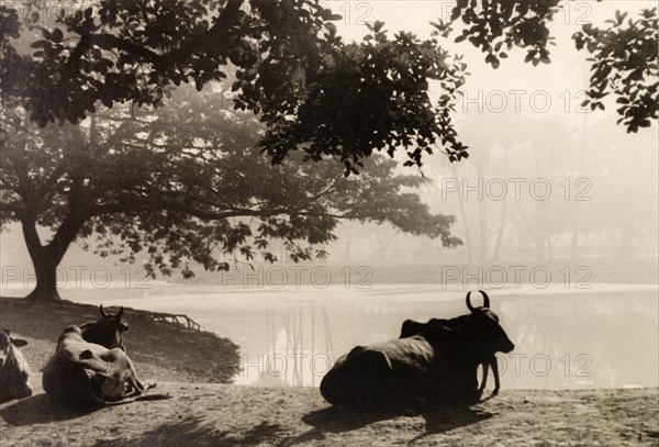 Cattle in the Maidan, Calcutta. Cattle rest under the shade of a tree on a water bank in the Maiden, a large urban park in Calcutta. Calcutta (Kolkata), India, circa 1932. Kolkata, West Bengal, India, Southern Asia, Asia.