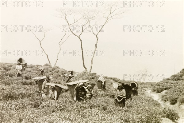 Tea picking at Sidrapong tea estate. Plantation workers carry large conical baskets on their backs as they pick tea at Sidrapong (now Ayra) tea estate in a valley below Darjeeling. Near Darjeeling, India, April 1935. Darjeeling, West Bengal, India, Southern Asia, Asia.