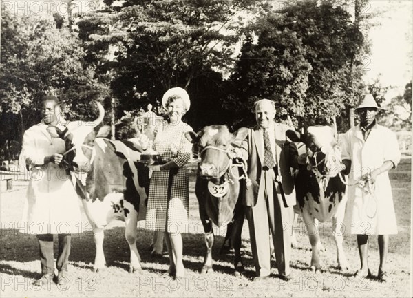 Ayrshire cattle at the Royal Show. Mrs Kit Robathan and Mr Richie Barbour pose with prize-winning Ayrshire cattle and two Kenyan assistants at the Royal Show. Mrs Robathan proudly holds up the 'Galley Lane Silver Bell' trophy. Nairobi, Kenya, 1964. Nairobi, Nairobi Area, Kenya, Eastern Africa, Africa.