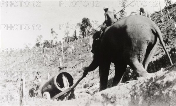 Elephants hauling a locomotive boiler. Two elephants haul a wheeled locomotive boiler up a deforested hill, under the direction of their mahouts (elephants handlers). Ceylon (Sri Lanka), 1912. Sri Lanka, Southern Asia, Asia.