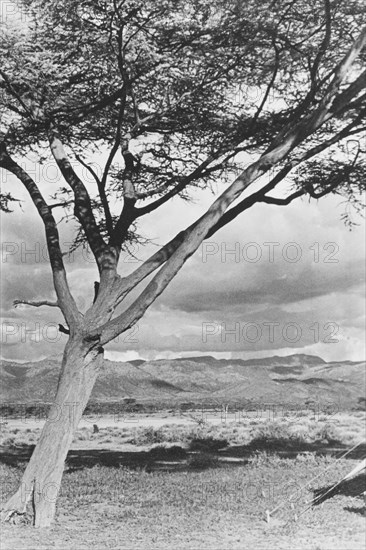 Rift Valley mountain range. An acacia tree frames a range of distant mountains at a camp site in open country. Rift Valley, Kenya, circa 1935., Rift Valley, Kenya, Eastern Africa, Africa.