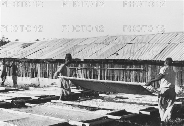 Pyrethrum drying in the sun. Agricultural workers lay out stretchers covered with pyrethrum flowers (Chrysanthemum cinerariaefolium) to dry in the sun. Kenya, circa 1935., Kenya, Eastern Africa, Africa.
