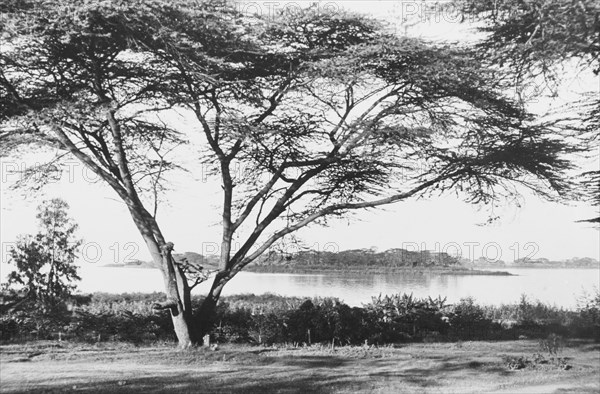 Flame tree at Lake Naivasha. A large flame tree grows on the banks of Lake Naivasha. Near Naivasha, Kenya, circa 1935. Naivasha, Rift Valley, Kenya, Eastern Africa, Africa.
