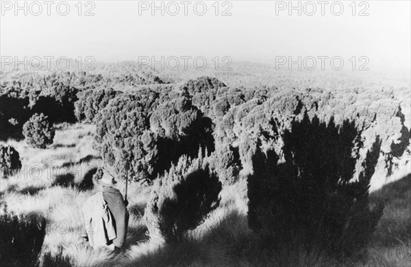Heathland on Mount Kenya. A figure with a spear crouches low to the ground amidst a vast expanse of dense heathland on the upper slopes of Mount Kenya. Central Kenya, circa 1935., Central (Kenya), Kenya, Eastern Africa, Africa.