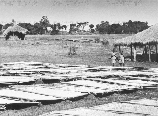 Pyrethrum drying in the sun. Stretchers covered with pyrethrum flowers (Chrysanthemum cinerariaefolium) are left outdoors to dry in the sun. Kenya, circa 1935., Kenya, Eastern Africa, Africa.