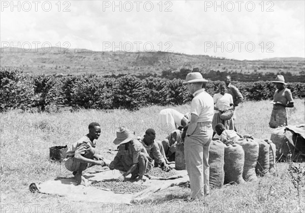 Measuring up the coffee'. A European farmer oversees his African workers as they measure out a morning's harvest of coffee beans at a plantation. Kenya, circa 1935., Kenya, Eastern Africa, Africa.