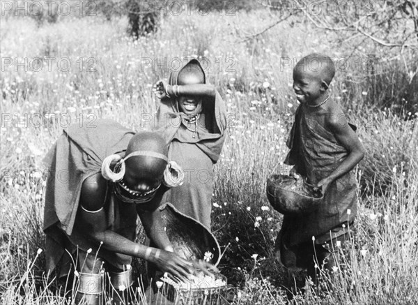 Kikuyu pyrethrum pickers