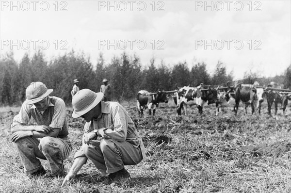 Disc ploughing at Njoro. Two European men crouch down to examine a furrow of earth made by disc ploughing. A team of yoked cattle stand nearby, harnessed to a plough in the middle of a muddy field. Njoro, Kenya, 1947. Njoro, Rift Valley, Kenya, Eastern Africa, Africa.