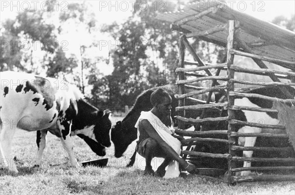 Feeding the cows, Kenya. An African farm hand feeds a herd of Friesian cows on a Kenyan farm. An original caption comments: "Milking was often done in pails moved about in the open pastures. In areas of low rainfall, a ranch might cover 30,000 to 40,000 acres". Kenya, circa 1950. Kenya, Eastern Africa, Africa.
