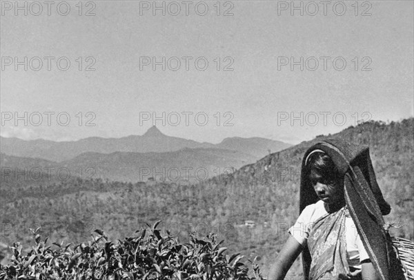 Picking tea in Ceylon. A young woman picks tea at a plantation in the mountains. Ceylon (Sri Lanka), circa 1935. Sri Lanka, Southern Asia, Asia.