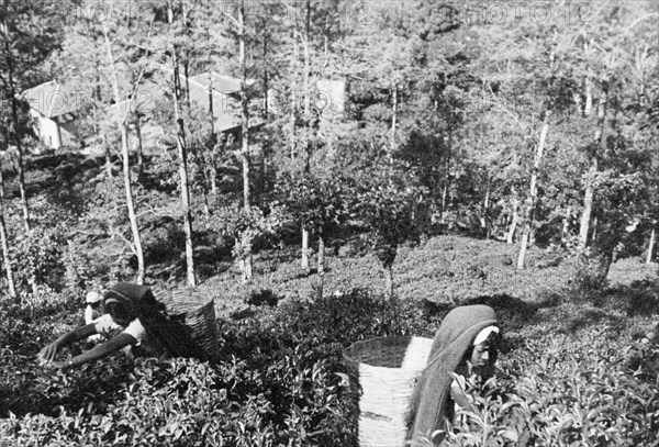 Tea picking in Ceylon. Women pick tea at a plantation in the mountains. Below them, through the trees, is a colonial-style estate building. Ceylon (Sri Lanka), circa 1935. Sri Lanka, Southern Asia, Asia.