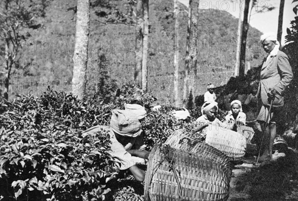 Tea plantation workers, Ceylon. Turbaned plantation workers harvest tea into large woven baskets, watched closely by their Ceylonian supervisor. Ceylon (Sri Lanka), circa 1935. Sri Lanka, Southern Asia, Asia.