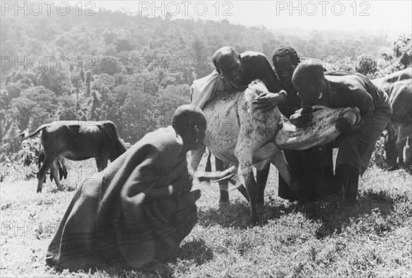 Restraining an ox to draw blood. Three Kikuyu men restrain an ox with a tourniquet around its neck, whilst a fourth shoots an arrow into the animal's jugular vein to collect blood. The blood is traditionally mixed with cow's milk to make a nourishing meal: a custom borrowed from the Maasai. South Nyeri, Kenya, 1936. Nyeri, Central (Kenya), Kenya, Eastern Africa, Africa.