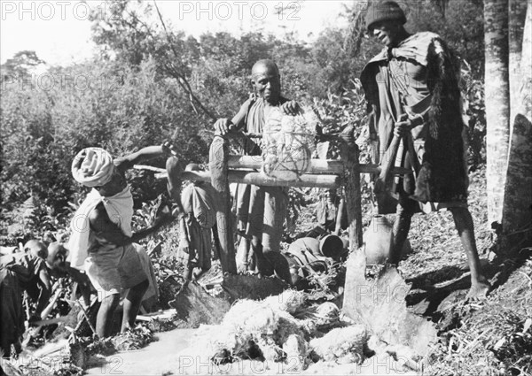 Pressing sugar cane to make beer. Kikuyu men press sugar cane to make beer. The juice is collected in an ox hide and poured into gourds to ferment, resulting in a brew stronger than beer made from millet. South Nyeri, Kenya, 1936. Nyeri, Central (Kenya), Kenya, Eastern Africa, Africa.