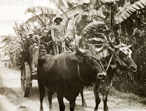 Transporting bananas. A cattle-drawn cart is used to transport hands of bananas from a plantation to an export station. Probably Colombia, circa 1931. Colombia, South America, South America .