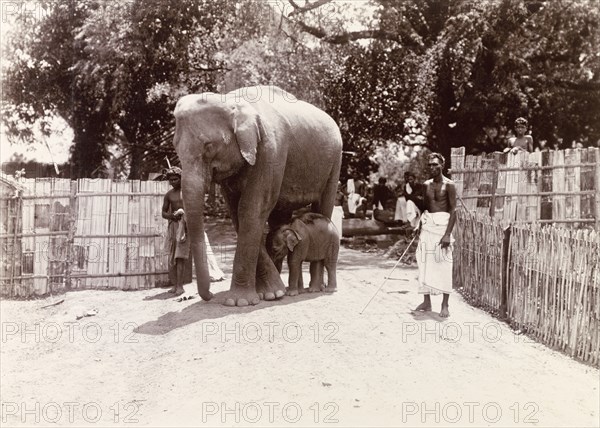 Mother and baby elephant, Edakkara. Mahouts (elephant handlers) lead a mother elephant and her baby into a bamboo enclosure. Mahouts would train these elephants to work logging in the teak forests of Nilambur. Edakkara, Malabar District (Kerala), India, March 1908., Kerala, India, Southern Asia, Asia.