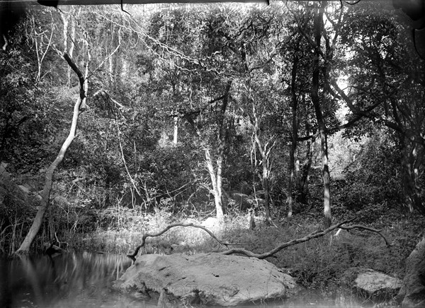 A forest brook, Burma. View of a brook running through a dense forest. Burma (Myanmar), circa 1890. Burma (Myanmar), South East Asia, Asia.