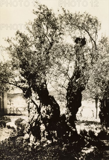 Olive tree in the Gardens of Gethsemane. View of an olive tree (Olea europaea) in the Gardens of Gethsemane. According to Christian tradition, Gethsemane is where Jesus suffered for the sins of the world the night before his crucifixion, and later where Jesus was betrayed by his disciple Judas Iscariot. Jerusalem, British Mandate of Palestine (Israel), circa 1942. Jerusalem, Jerusalem, Israel, Middle East, Asia.