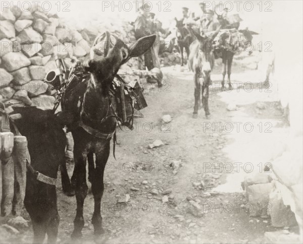 A military pack donkey, Palestine. A heavily laden pack donkey carries British military supplies along a rural road. During the period of the Great Uprising (1936-39), an additional 20,000 British troops were deployed to Palestine in an attempt to clamp down on Arab dissidence. British Mandate of Palestine (Middle East), circa 1938., Middle East, Asia.