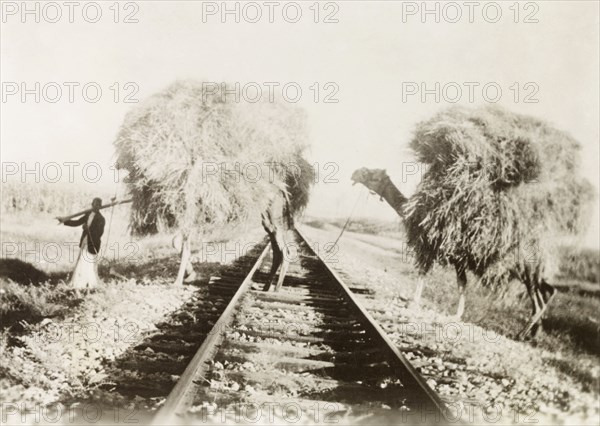 Transport, ancient and modern'. A farm worker leads two camels laden with hay across a stretch of railway track. British Mandate of Palestine (Middle East), circa 1938., Middle East, Asia.