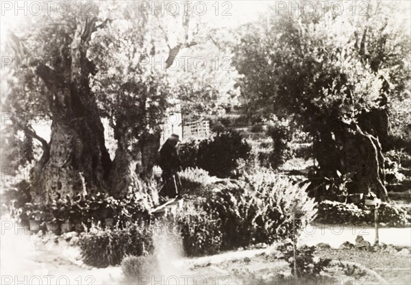 Gardens of Gethsemane. View of the Gardens of Gethsemane, located at the foot of the Mount of Olives. According to Christian tradition, this is where Jesus suffered for the sins of the world the night before his crucifixion, and where he was also betrayed by Judas Iscariot. Jerusalem, British Mandate of Palestine (Israel), circa 1938. Jerusalem, Jerusalem, Israel, Middle East, Asia.