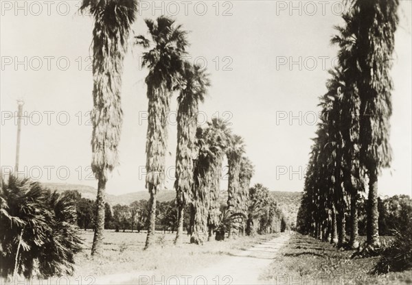 Avenue of palm trees at Degania. View along a road lined with palm trees at Degania, the first Jewish 'kibbutz' or intentional community. Degania, British Mandate of Palestine (Northern Israel), circa 1938., North (Israel), Israel, Middle East, Asia.