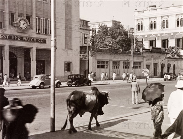 A cow in Calcutta. A cow wanders amidst pedestrians on a city street in Calcutta. Calcutta (Kolkata), India, circa 1938. Kolkata, West Bengal, India, Southern Asia, Asia.